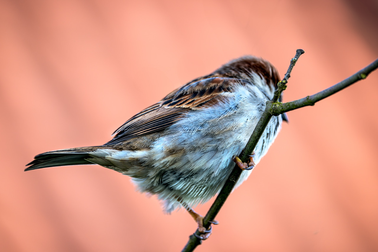 Der Spatz im lauen Lüftchen