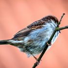 Der Spatz im lauen Lüftchen