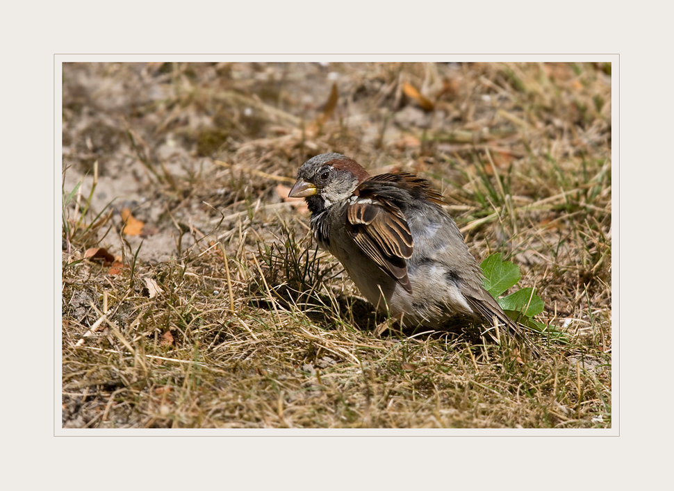 Der Spatz im Opelzoo