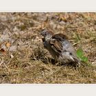 Der Spatz im Opelzoo