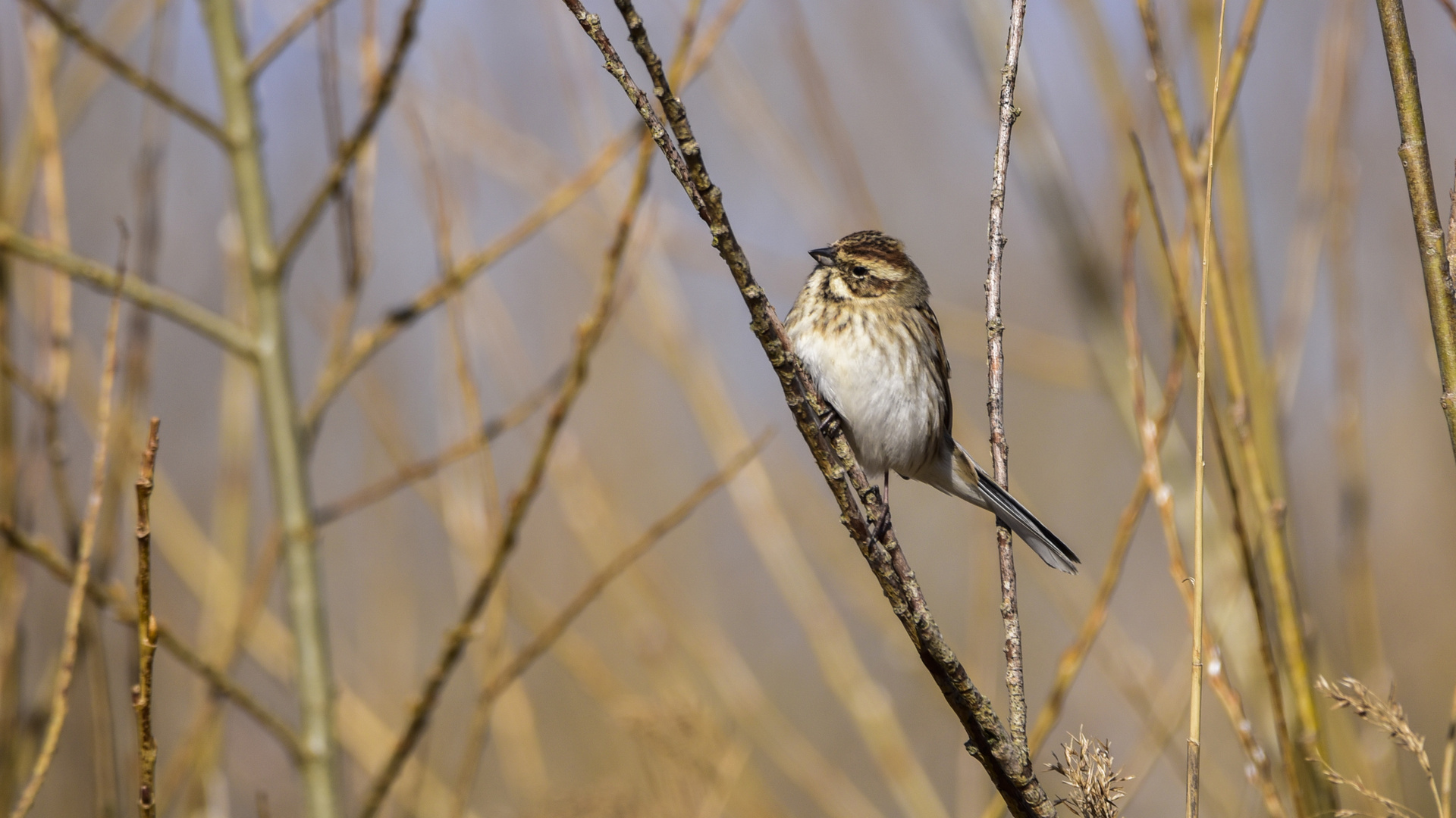 Der Spatz im Schilf