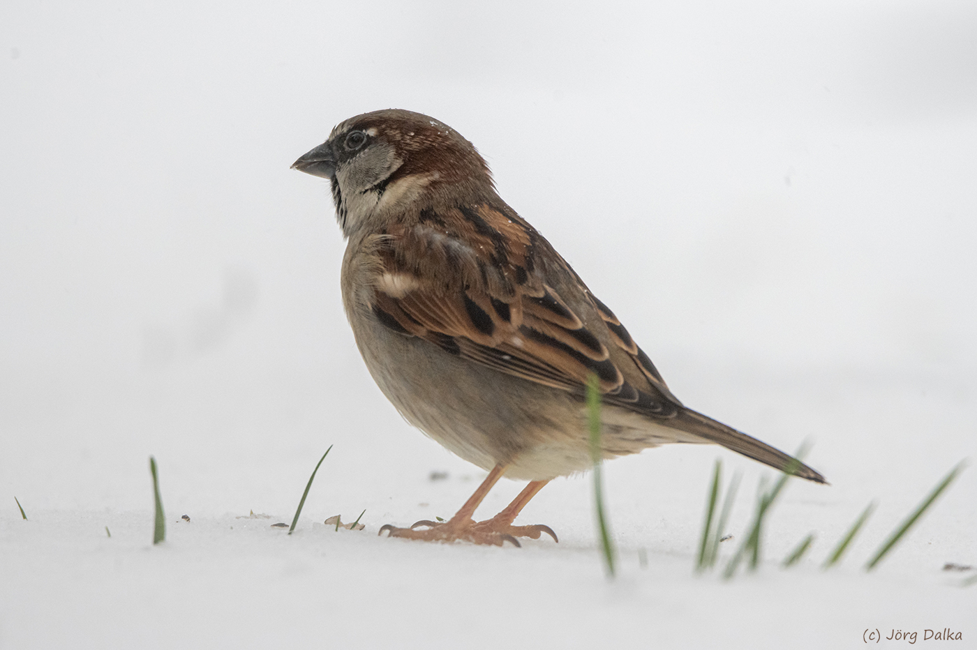 Der Spatz im Schnee