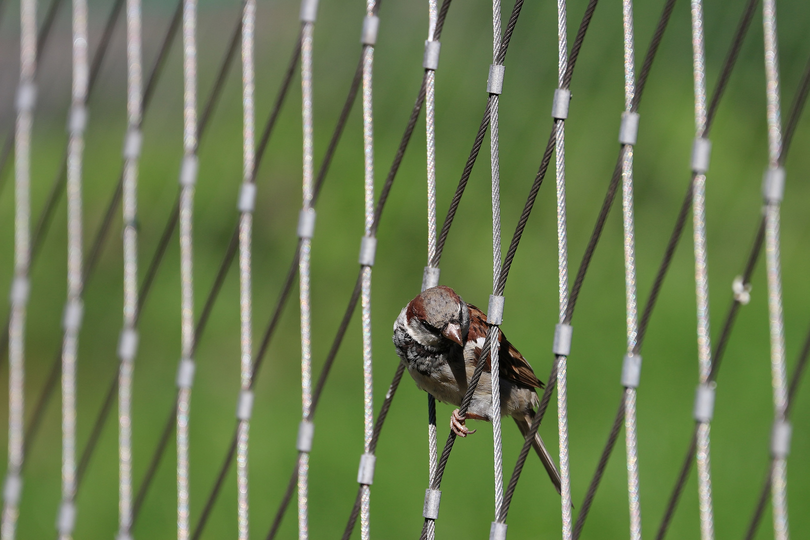 Der Spatz im Zaun