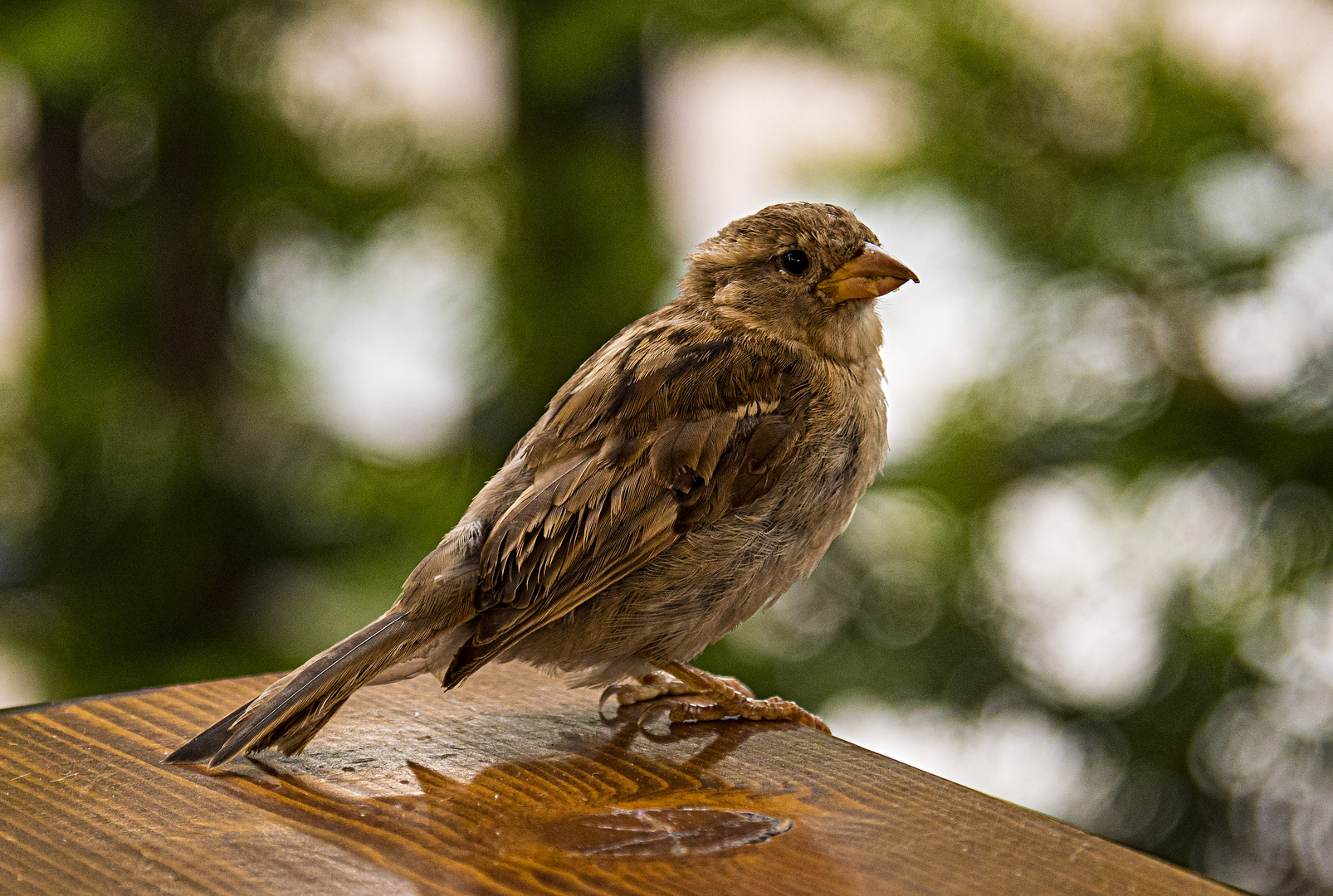 Der Spatz im Zoo