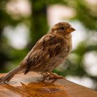 Der Spatz im Zoo