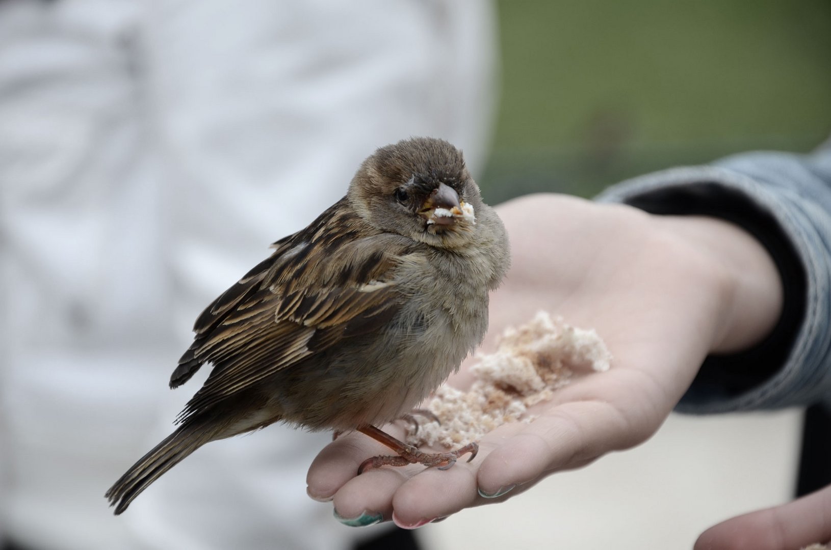 Spatz In Der Hand Spatz In Der Hand
