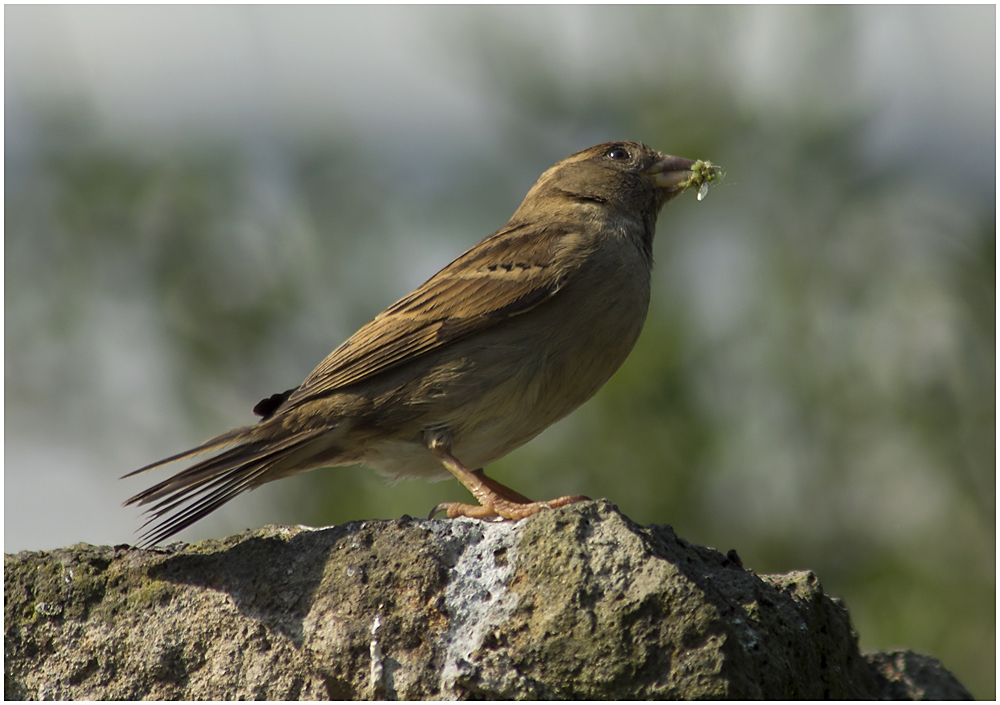 Der Spatz in der Hand....