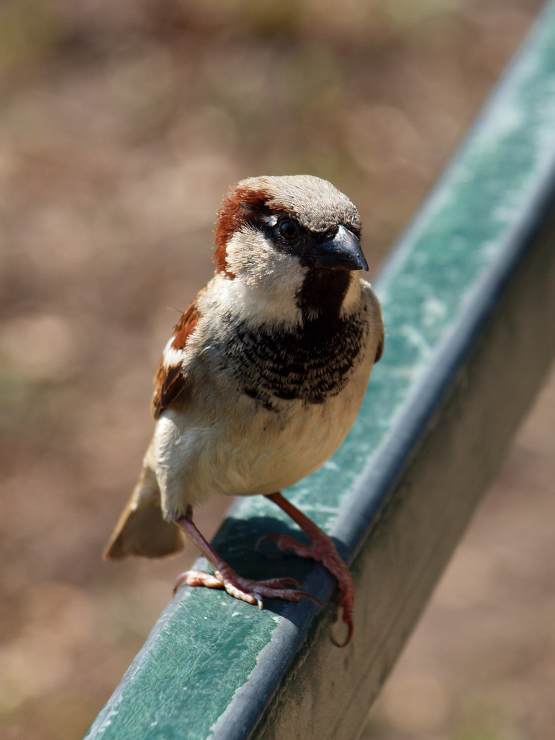 der Spatz in der Hand