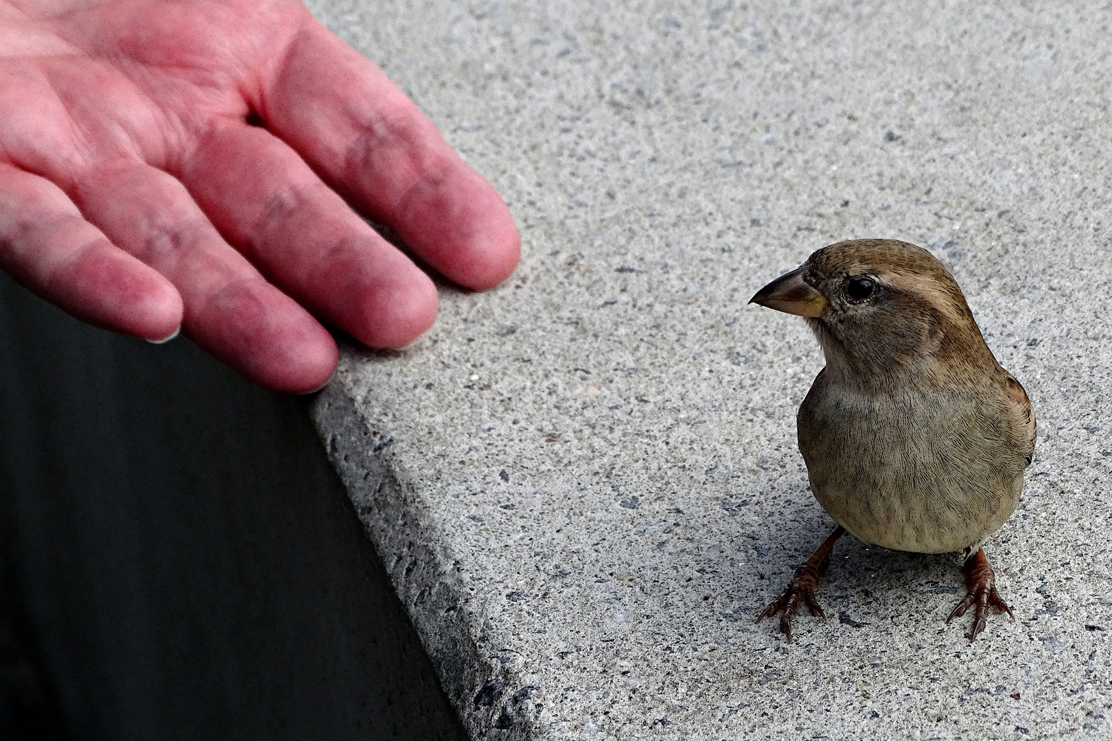 Der Spatz in der Hand ...