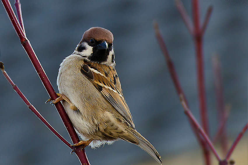 Der Spatz in der Hand