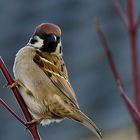 Der Spatz in der Hand