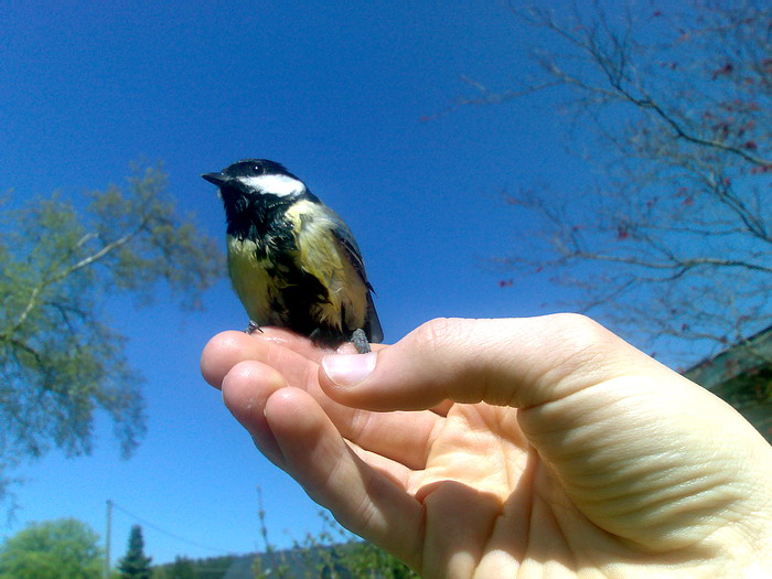 Der Spatz (Meise) in der Hand und die Taube.....