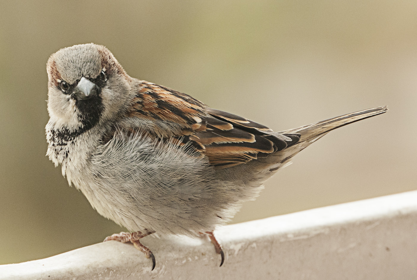 Der Spatz mit Rückblick