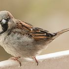 Der Spatz mit Rückblick