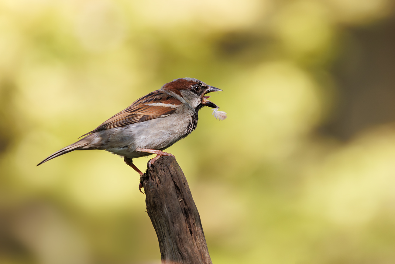 Der Spatz und die Feder