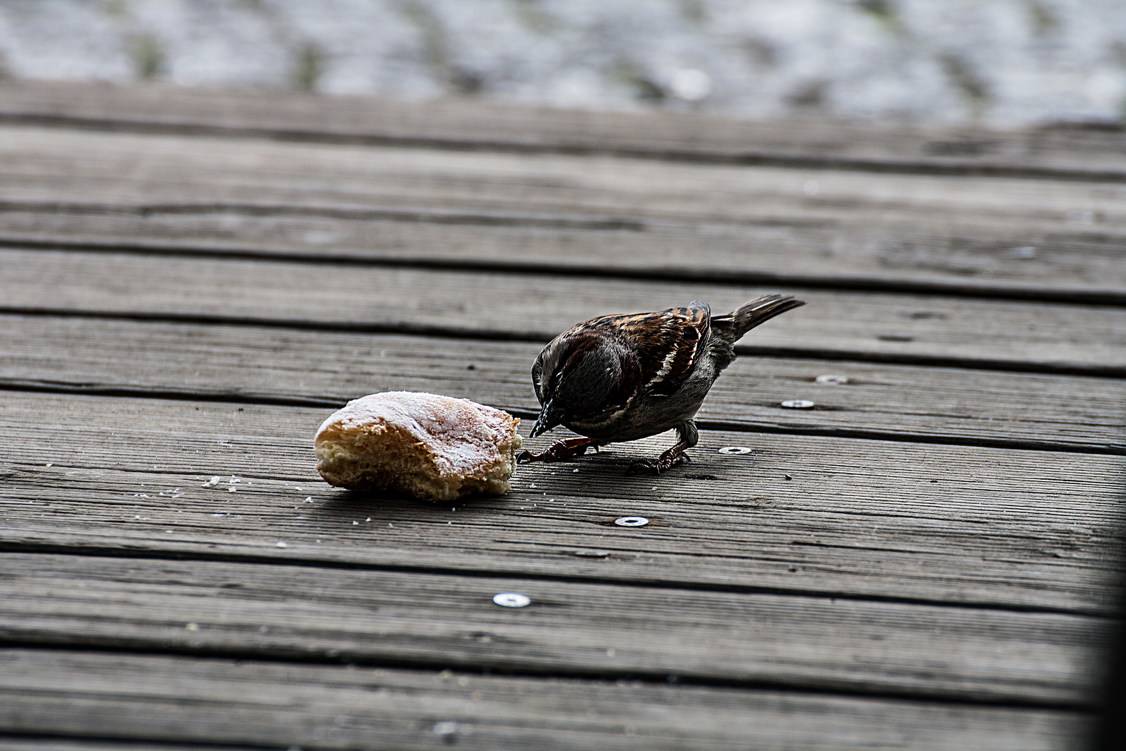 Der Spatz und sein Donut