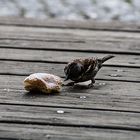 Der Spatz und sein Donut