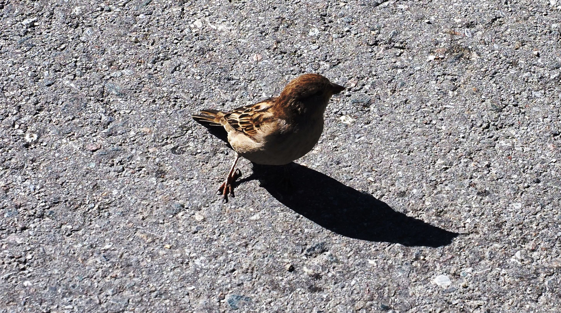 Der Spatz und sein Schatten