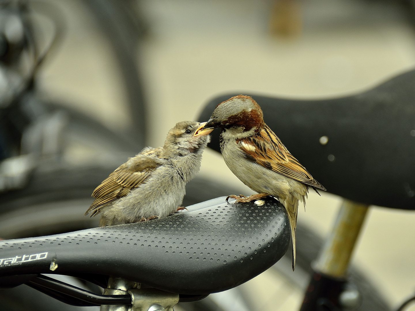 Der Spatz vom Alexanderplatz