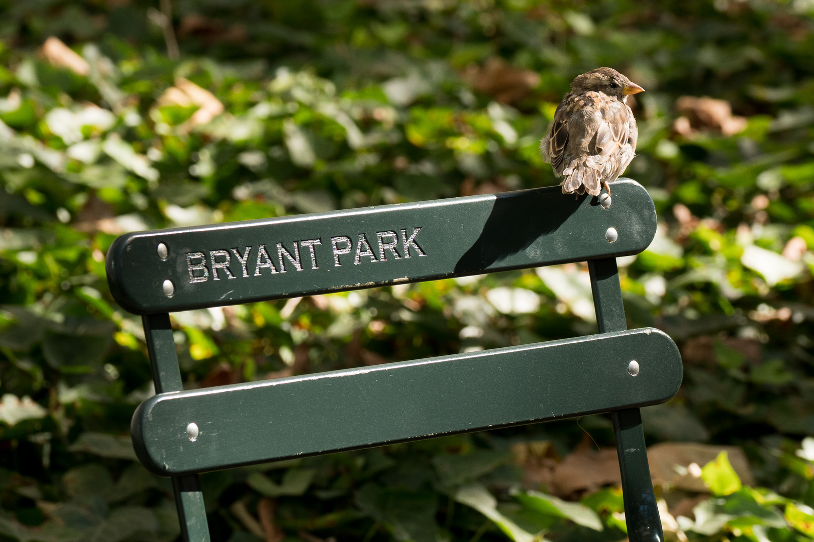 der Spatz vom Bryant Park