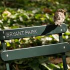 der Spatz vom Bryant Park