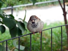 Der Spatz vom Central Park