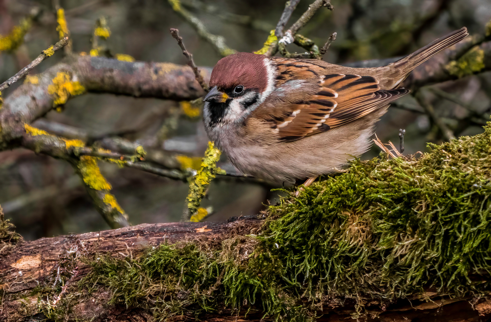 "DER SPATZ VOM FELD"