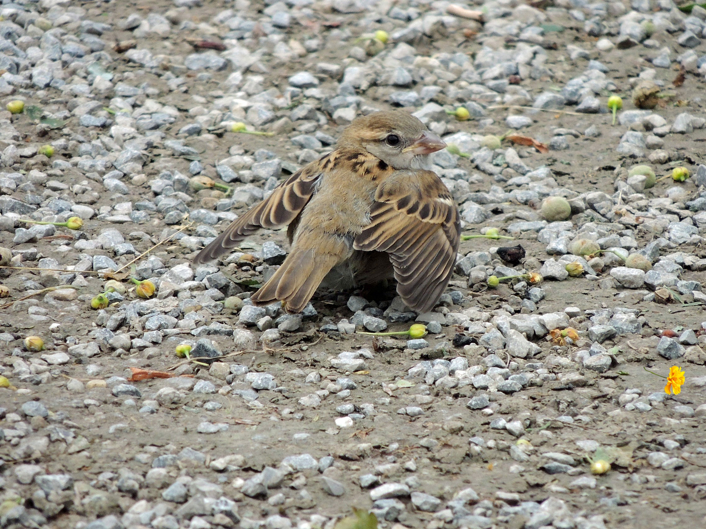 Der Spatz vom Tegernsee..