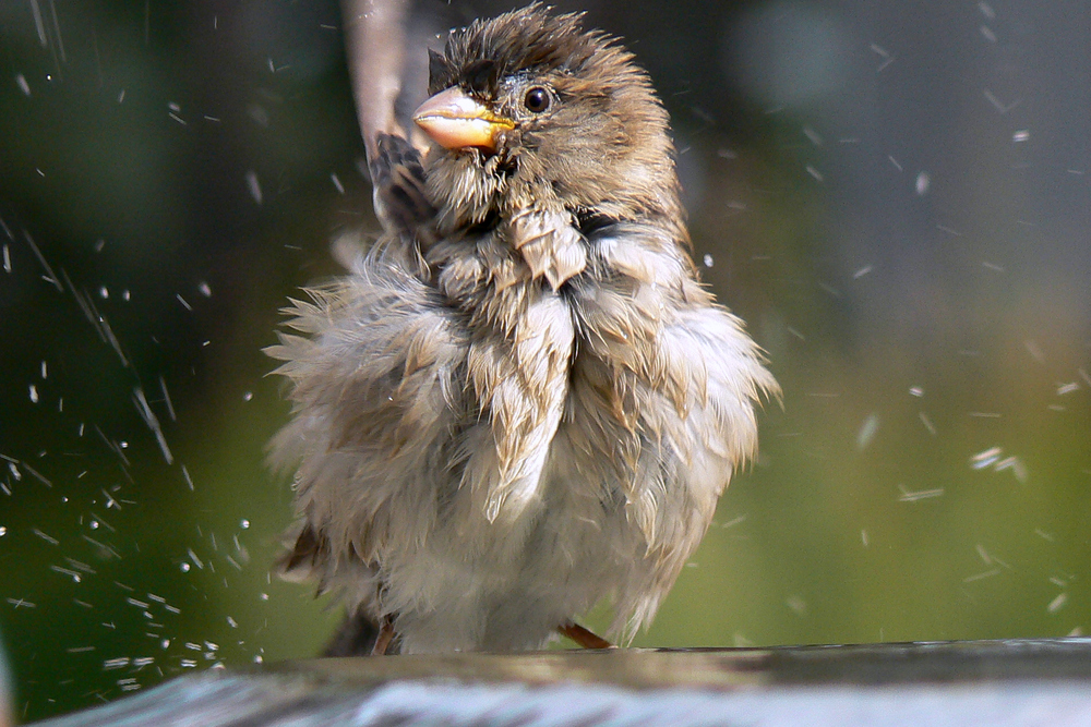 Der Spatz vom Timmendorfer Strand