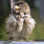 Der Spatz vom Timmendorfer Strand