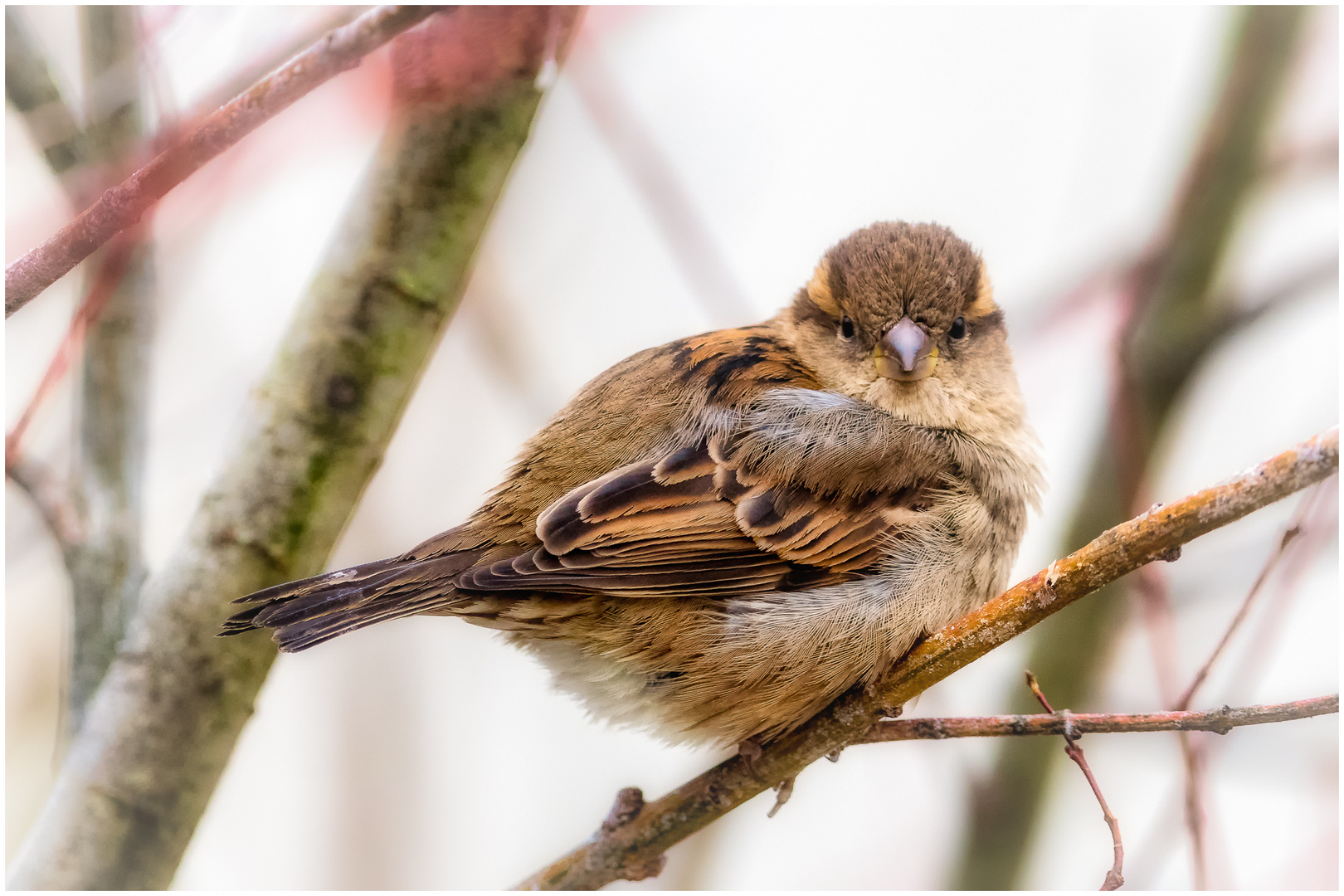 Der Spatz vom Wallraffplatz