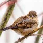 Der Spatz vom Wallraffplatz