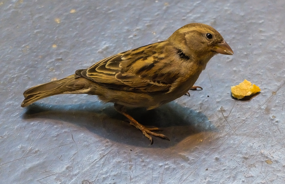 "Der Spatz von Paris" ...