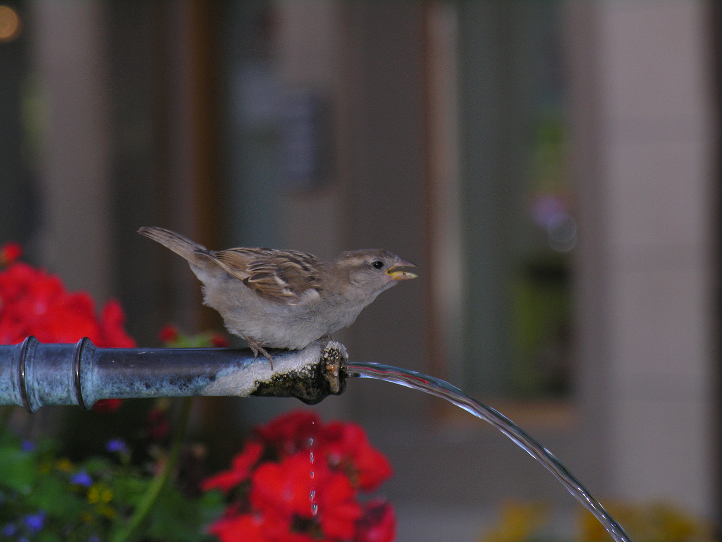 Der Spatz von Paris