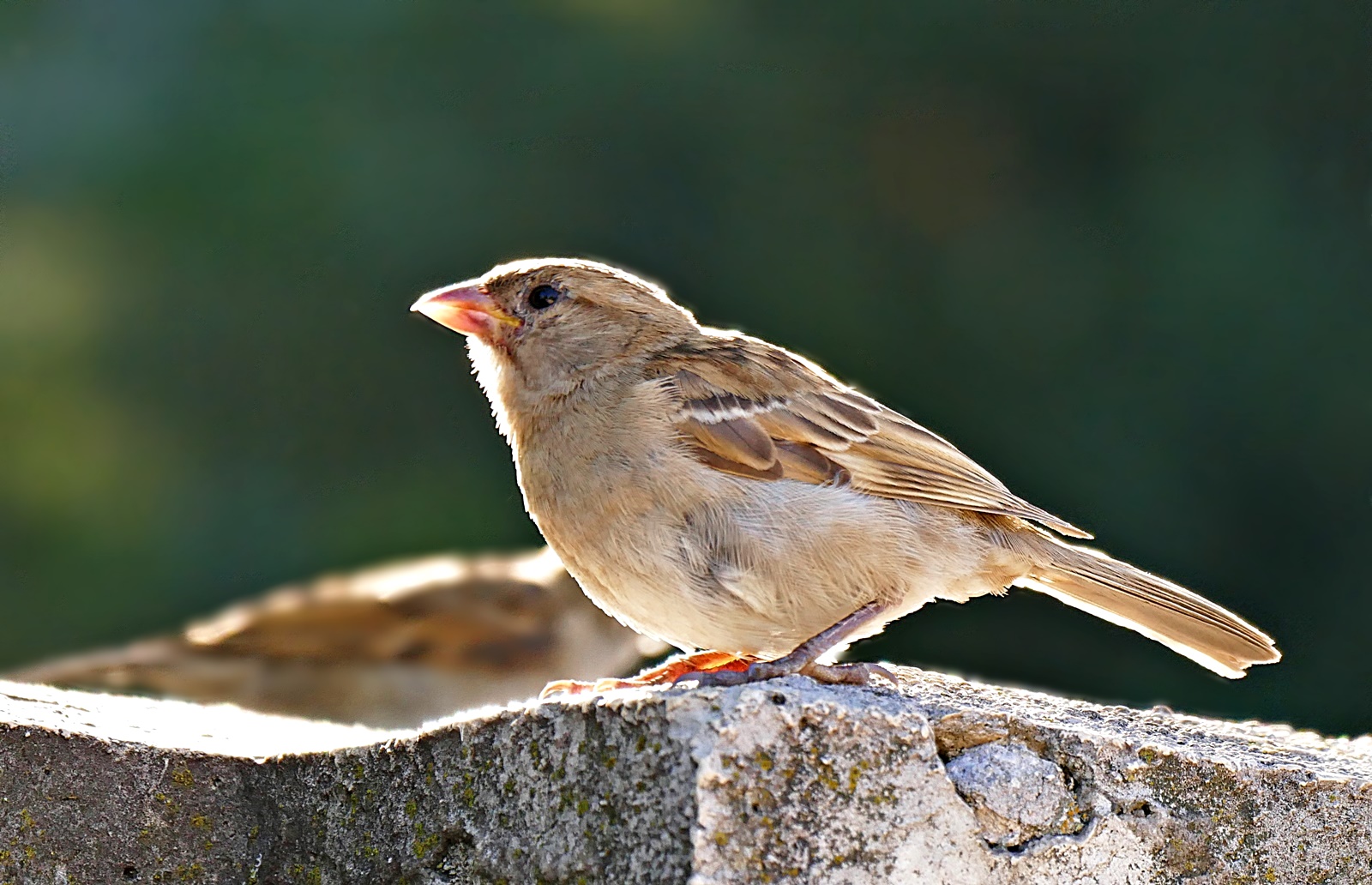 Der Spatz von Paris!