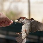 Der Spatz von Paris (II)