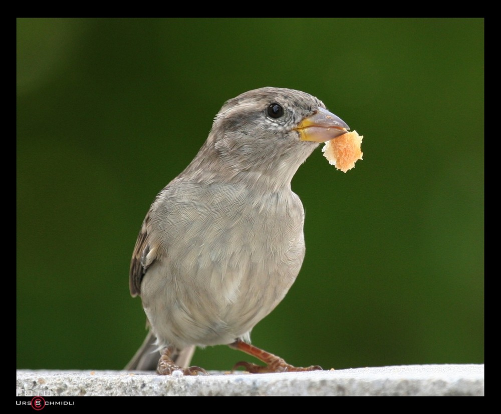 " Der Spatz von Scherz "