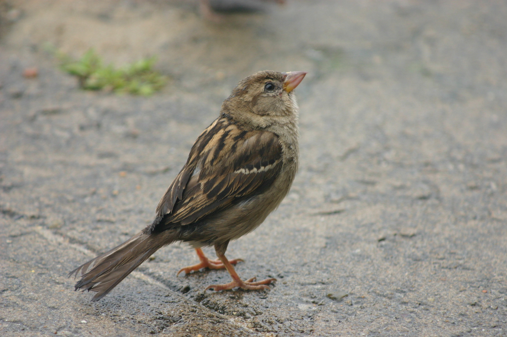 Der Spatz von St. Malo