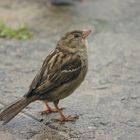 Der Spatz von St. Malo