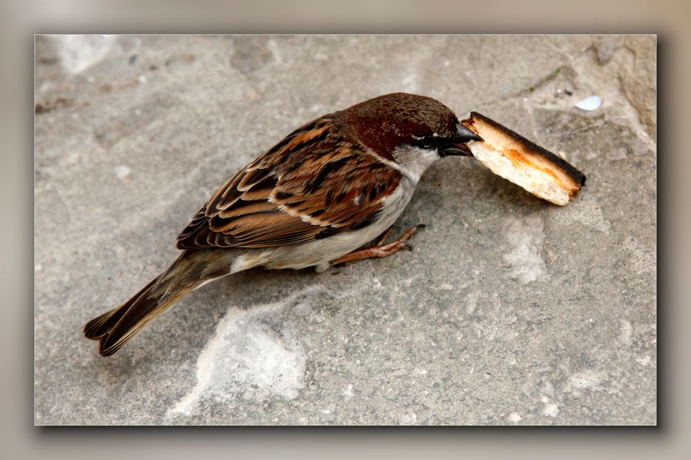 Der Spatz von Venedig