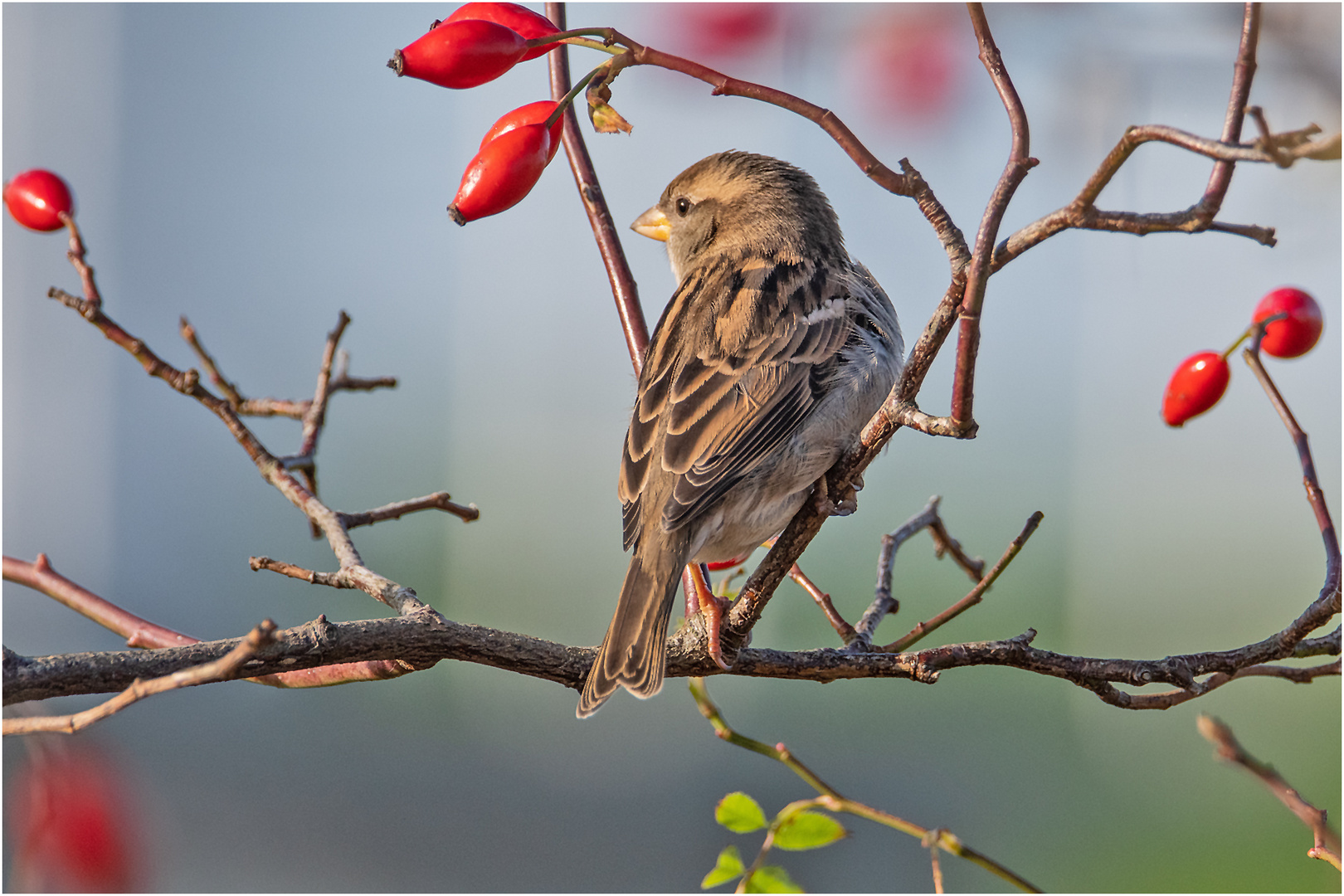 Der Spatz zwischen den . . .