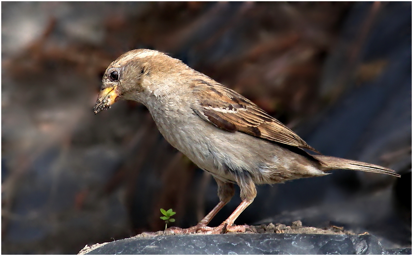 Der Spatz...Haussperling