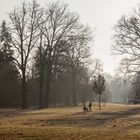 der Spaziergänger von Sanssouci