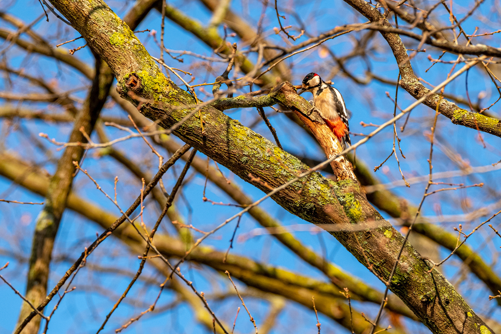 Der Specht bei der Arbeit