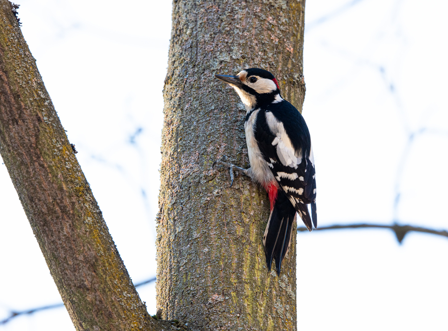 der Specht in meinem Garten      