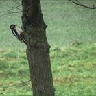 Der Specht in Nachbars Garten