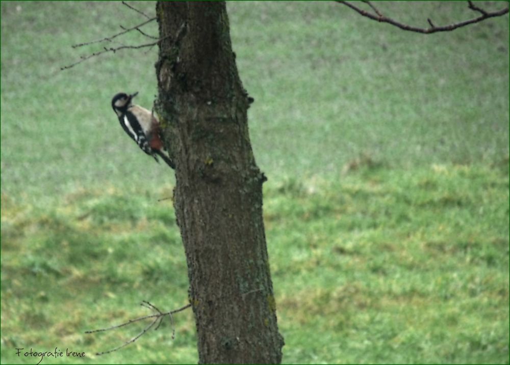 Der Specht in Nachbars Garten