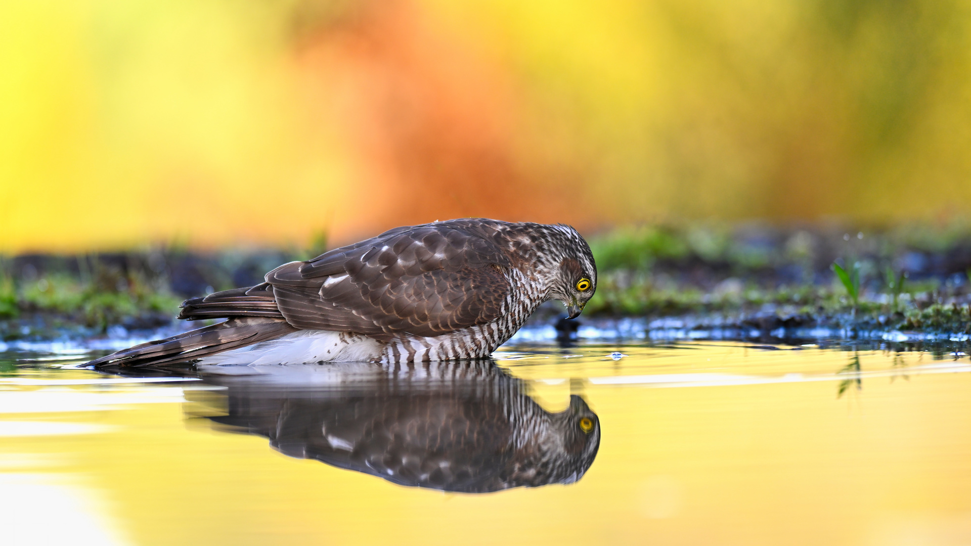 Der Sperber (Accipiter nisus)