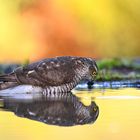 Der Sperber (Accipiter nisus)