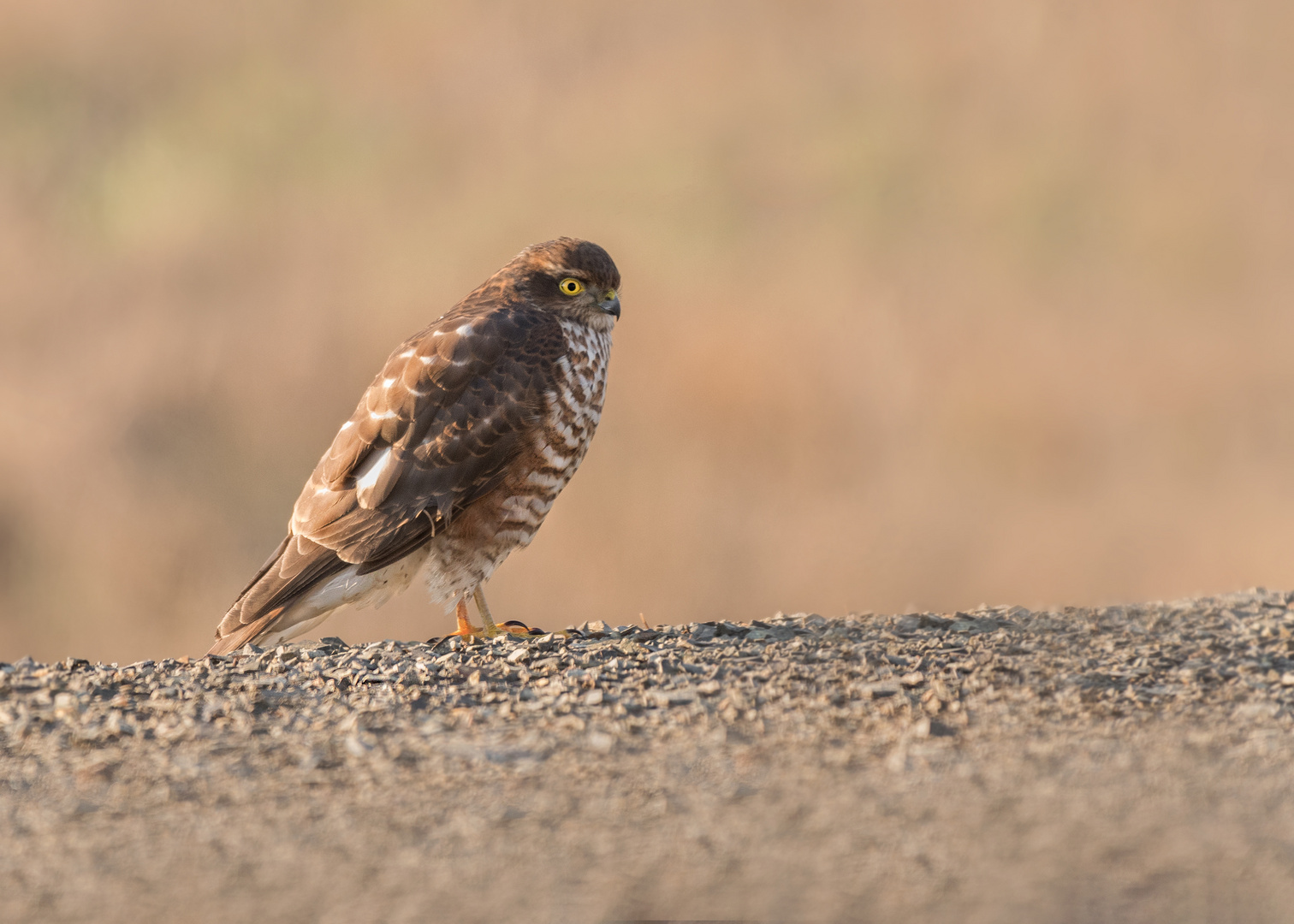 Der Sperber (Accipiter nisus)